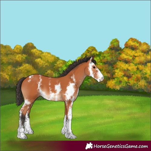 Horse Color:Bay Sabino
