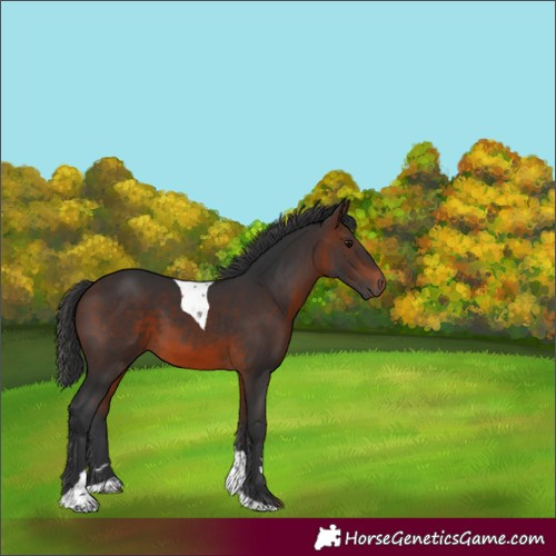 Horse Color:Brown Tobiano