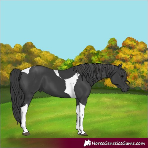 Horse Color:Black Tobiano