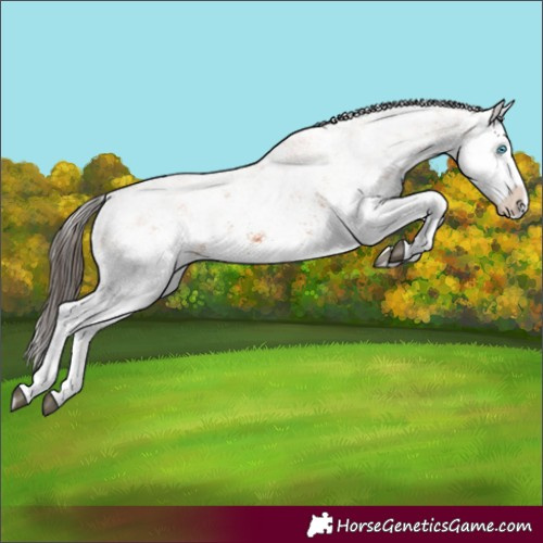 Horse Color:White Spotted Bay Splash and White Spotted Bay Splash