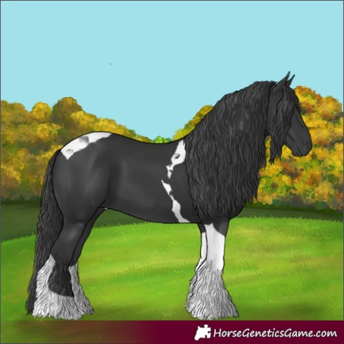 Horse Color:Black Tobiano 
