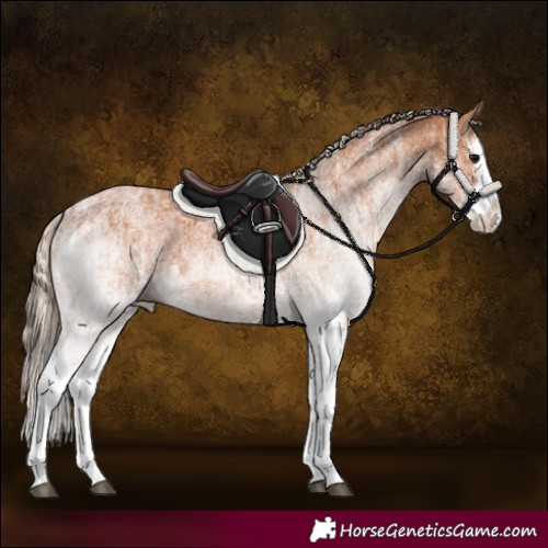 Horse Color:White Spotted Bay Splash and White Spotted Chestnut Splash
