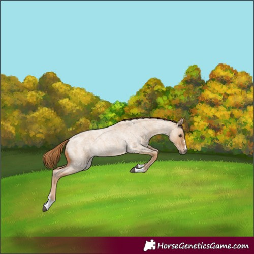 Horse Color:Red Dun Roan 