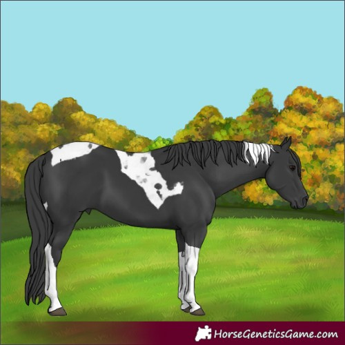 Horse Color:Black Tobiano