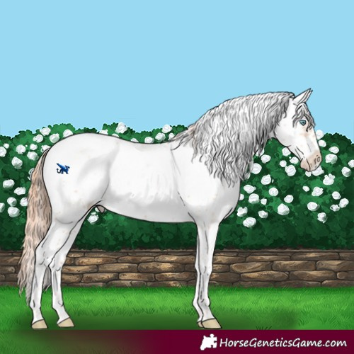 Horse Color:Amber Champagne Pearl Sabino Frame 
