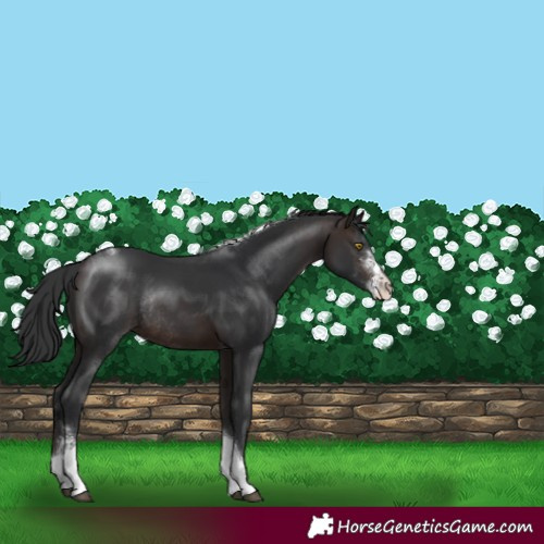 Horse Color:Brown Sabino Tobiano Rabicano