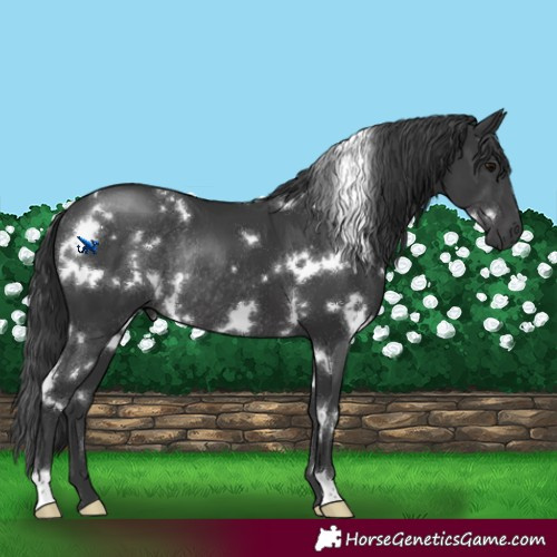 Horse Color:White Spotted Black Rabicano