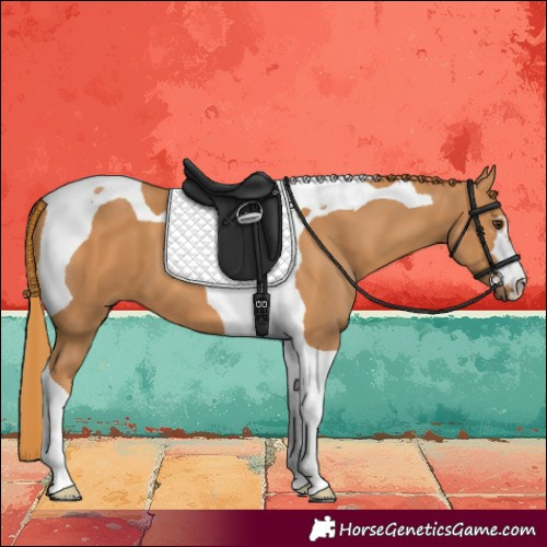 Horse Color:Chestnut Tobiano