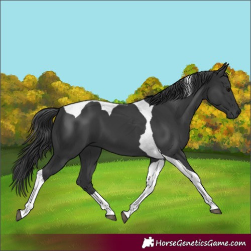 Horse Color:Black Tobiano 
