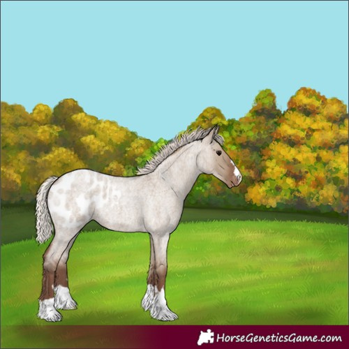 Horse Color:Silver Grullo Roan Blanket