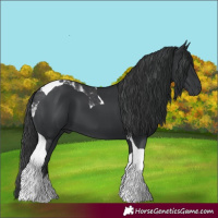 Horse Color:Black Tobiano 