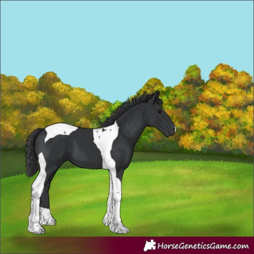 Horse Color:Black Tobiano