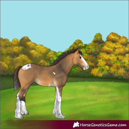 Horse Color:Buckskin Splash Tobiano 