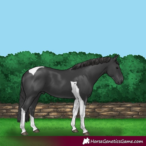 Horse Color:Black Tobiano 