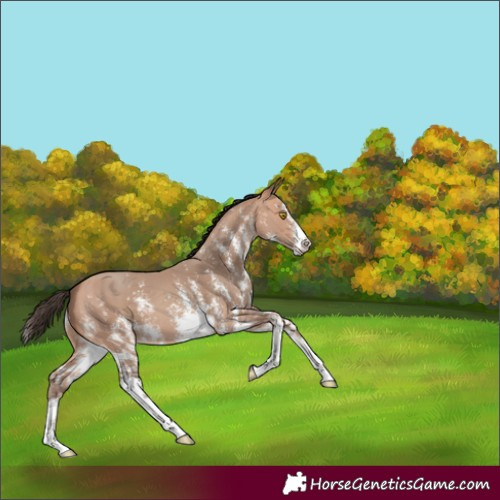 Horse Color:Amber Champagne Sabino Splash
