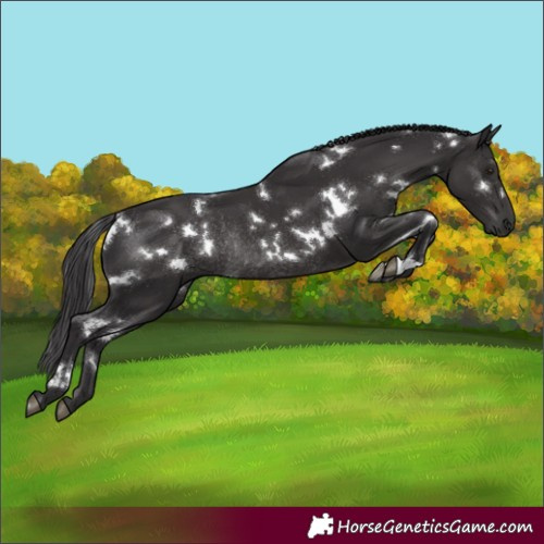 Horse Color:White Spotted Smoky Black Rabicano