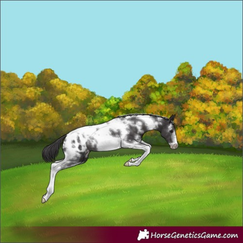 Horse Color:White Spotted Smoky Black Tobiano Frame Blanket Rabicano