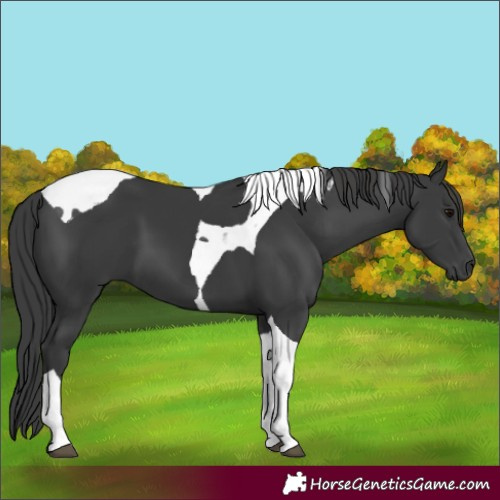Horse Color:Black Tobiano