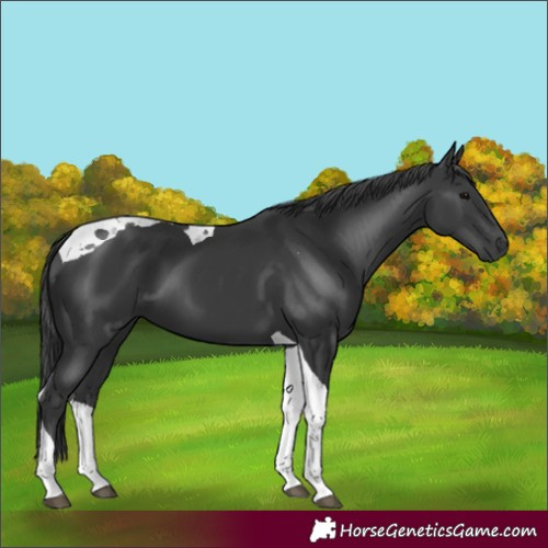Horse Color:Black Tobiano 