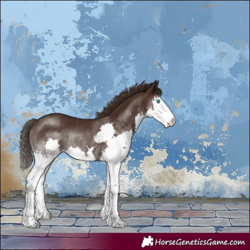Horse Color:Liver Chestnut Splash Rabicano 