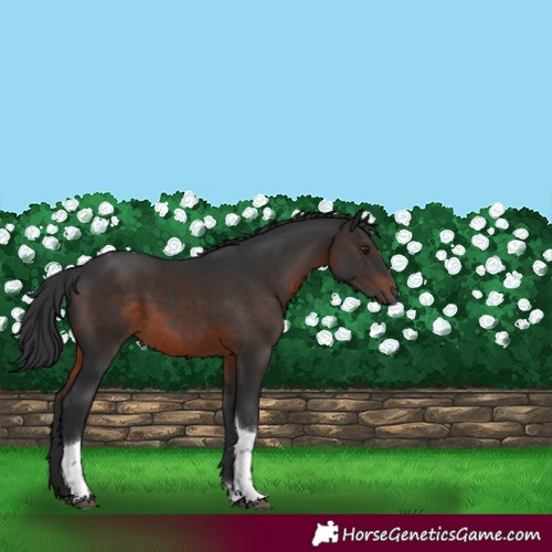 Horse Color:Brown Tobiano 