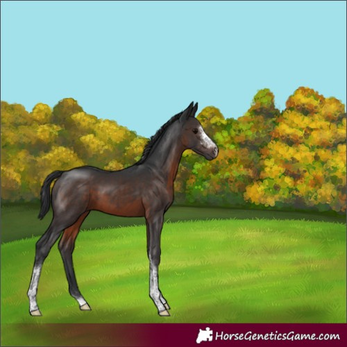 Horse Color:Brown Sabino Tobiano 