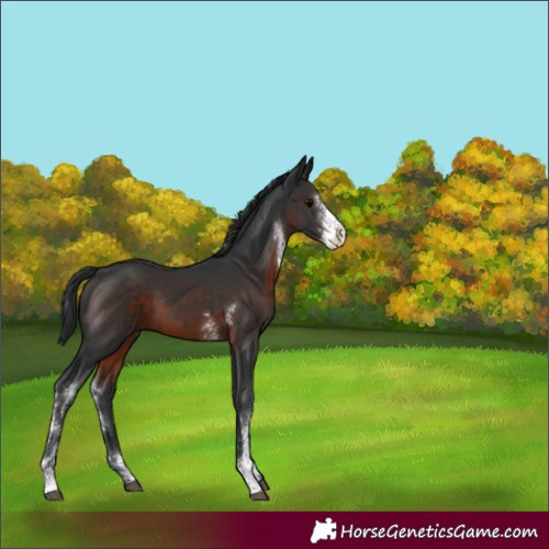 Horse Color:Brown Sabino 