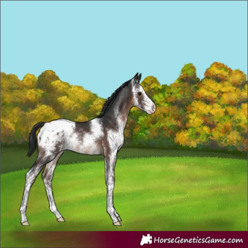 Horse Color:Brown Sabino Blanket Rabicano