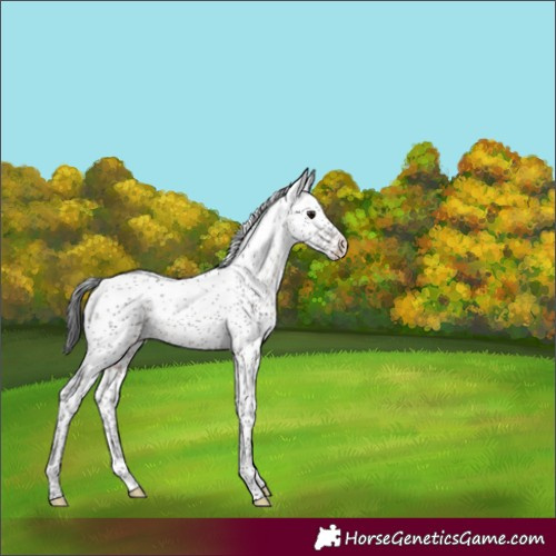 Horse Color:Brown Sabino Varnish Rabicano 
