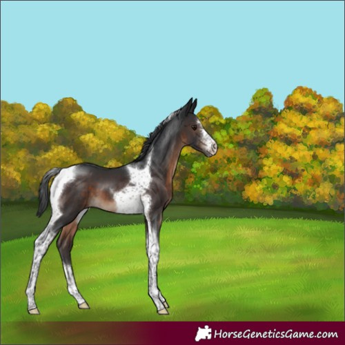 Horse Color:Brown Sabino Tobiano