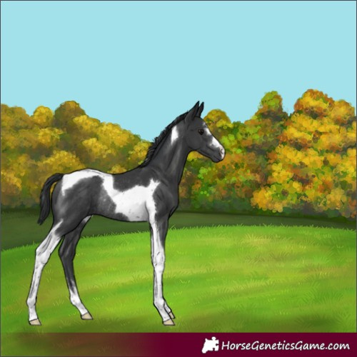 Horse Color:Black Tobiano Rabicano
