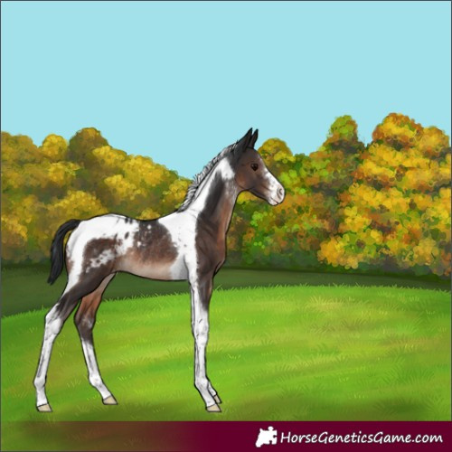 Horse Color:Brown Sabino Tobiano Varnish Rabicano 