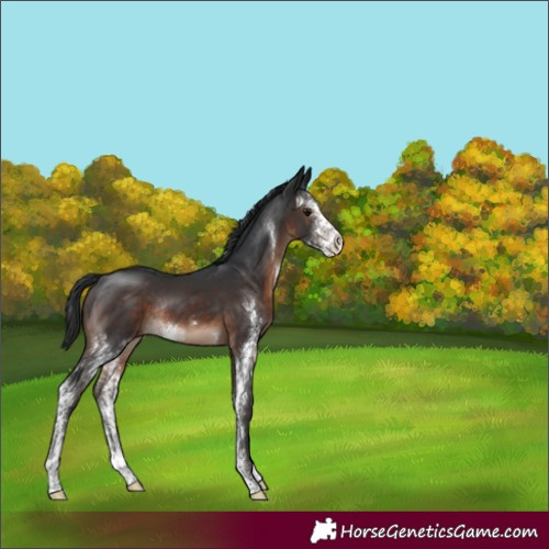 Horse Color:Brown Sabino Rabicano 