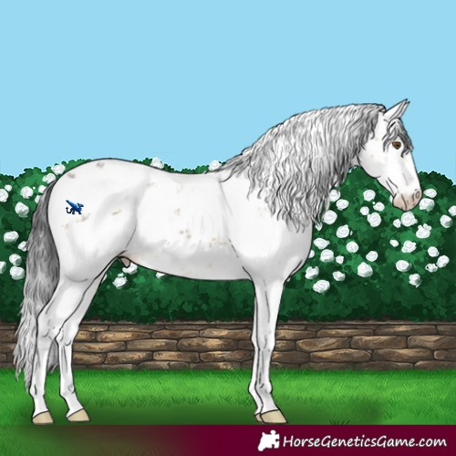 Horse Color:Buckskin Dun Mushroom Sabino Brindle 
