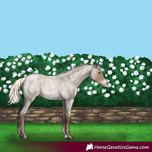 Horse Color:Liver Red Dun Roan Mushroom Sabino 