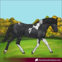 Horse Color:Black Tobiano 