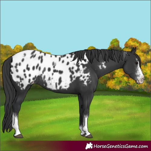 Horse Color:Black Sabino Tobiano Near Leopard Rabicano 