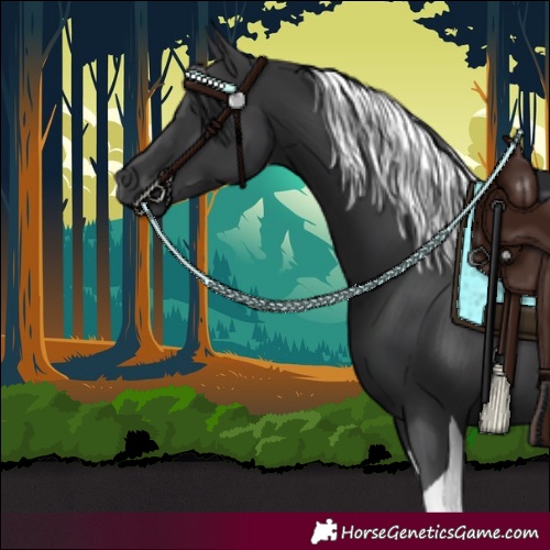 Horse Color:Black Tobiano