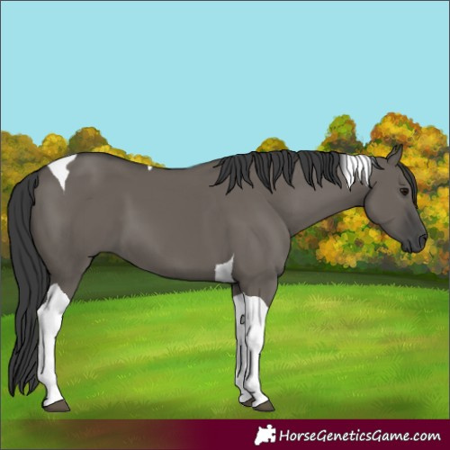 Horse Color:Grullo Tobiano