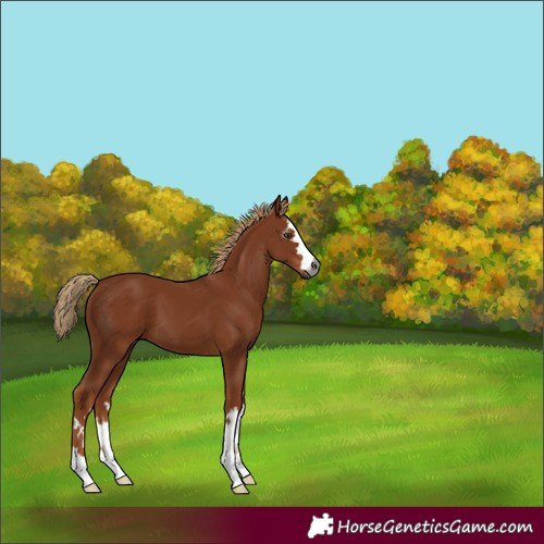 Horse Color:Gray Chestnut 