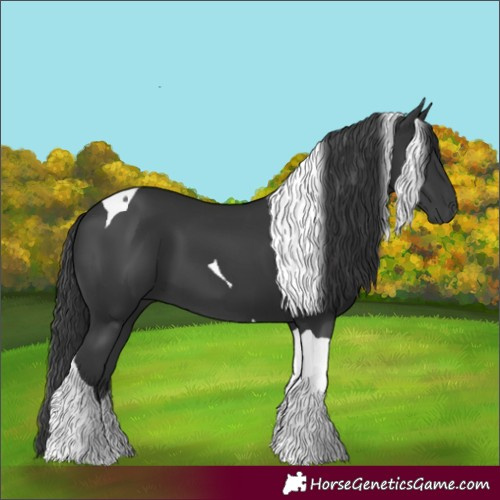 Horse Color:Black Tobiano