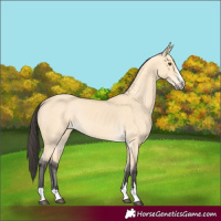 Horse Color:Buckskin Dun 