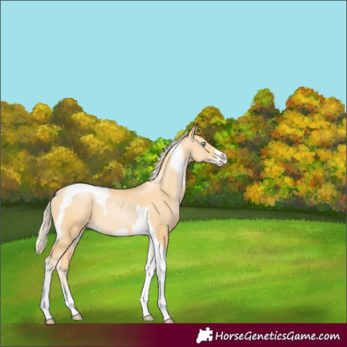 Horse Color:Palomino Pearl Tobiano Frame 