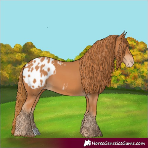 Horse Color:Chestnut Blanket 