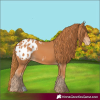 Horse Color:Chestnut Blanket 