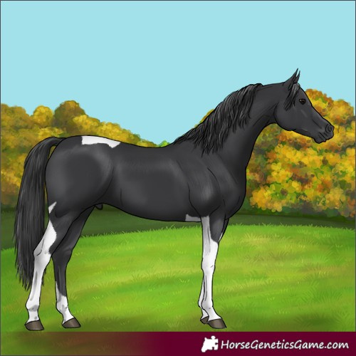 Horse Color:Black Tobiano