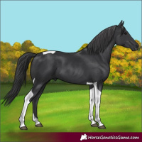 Horse Color:Black Tobiano