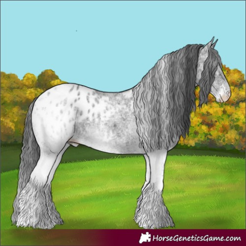 Horse Color:White Spotted Black Blanket 