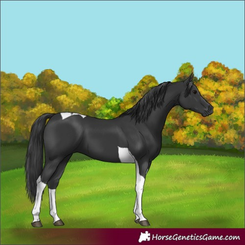 Horse Color:Black Tobiano