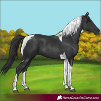 Horse Color:Black Tobiano